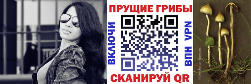 Галлюциногенные грибы Magic Shrooms  купить наркотик  нарко площадка телеграм  Юрьев-Польский 